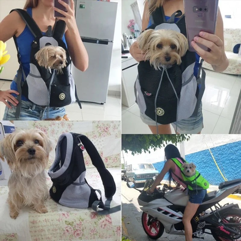 Dog in a backpack carrier with various settings including indoors and outdoors.