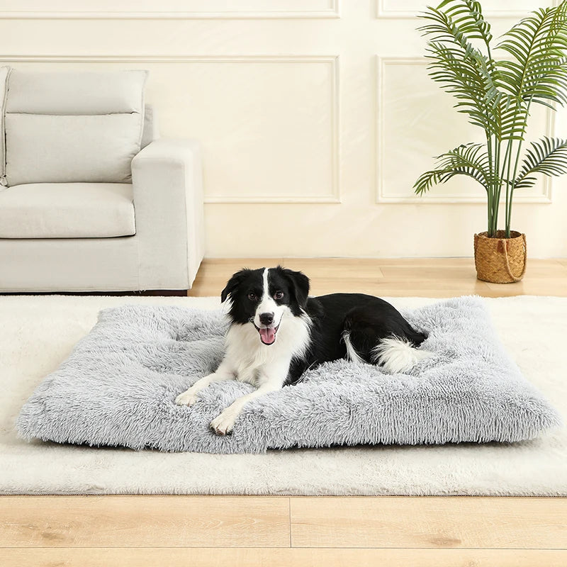 Dog lying on a fluffy gray pet bed in a living room.