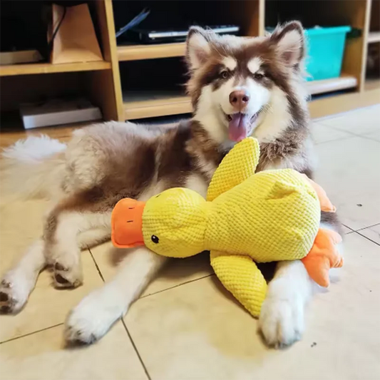 Dog playing with a yellow duck toy on a tiled floor.