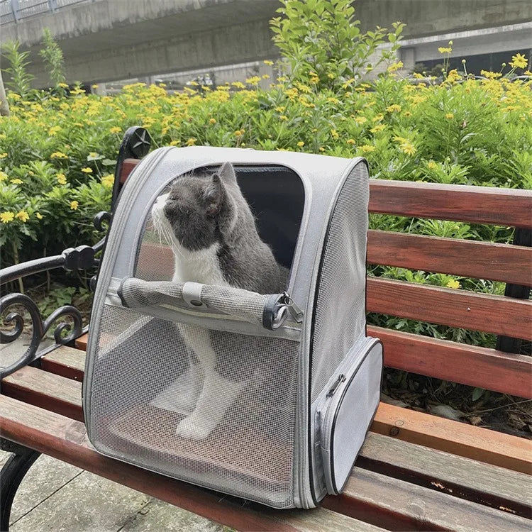 Cat in a pet carrier on a bench with greenery in the background