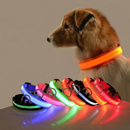 Dog wearing a glowing orange collar with colorful collars displayed in front on a reflective surface.