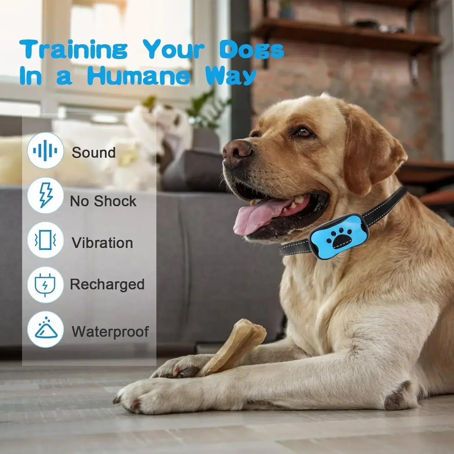 Dog wearing a blue electronic collar with features listed on a blurred indoor background