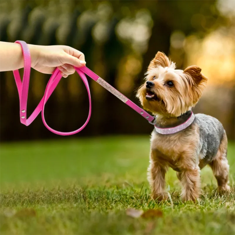 Small dog on a pink leash held by a person in a grassy outdoor setting
