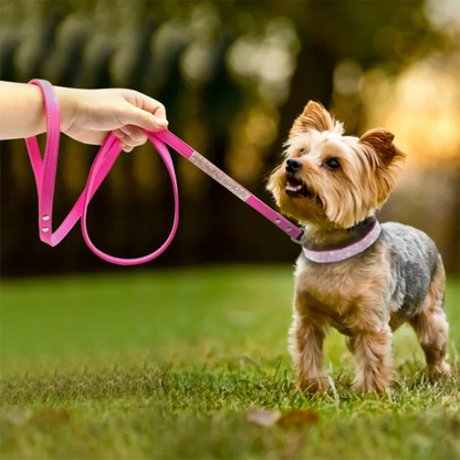 Small dog on a pink leash held by a person in a grassy outdoor setting