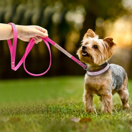 Small dog on a pink leash held by a person in a grassy outdoor setting