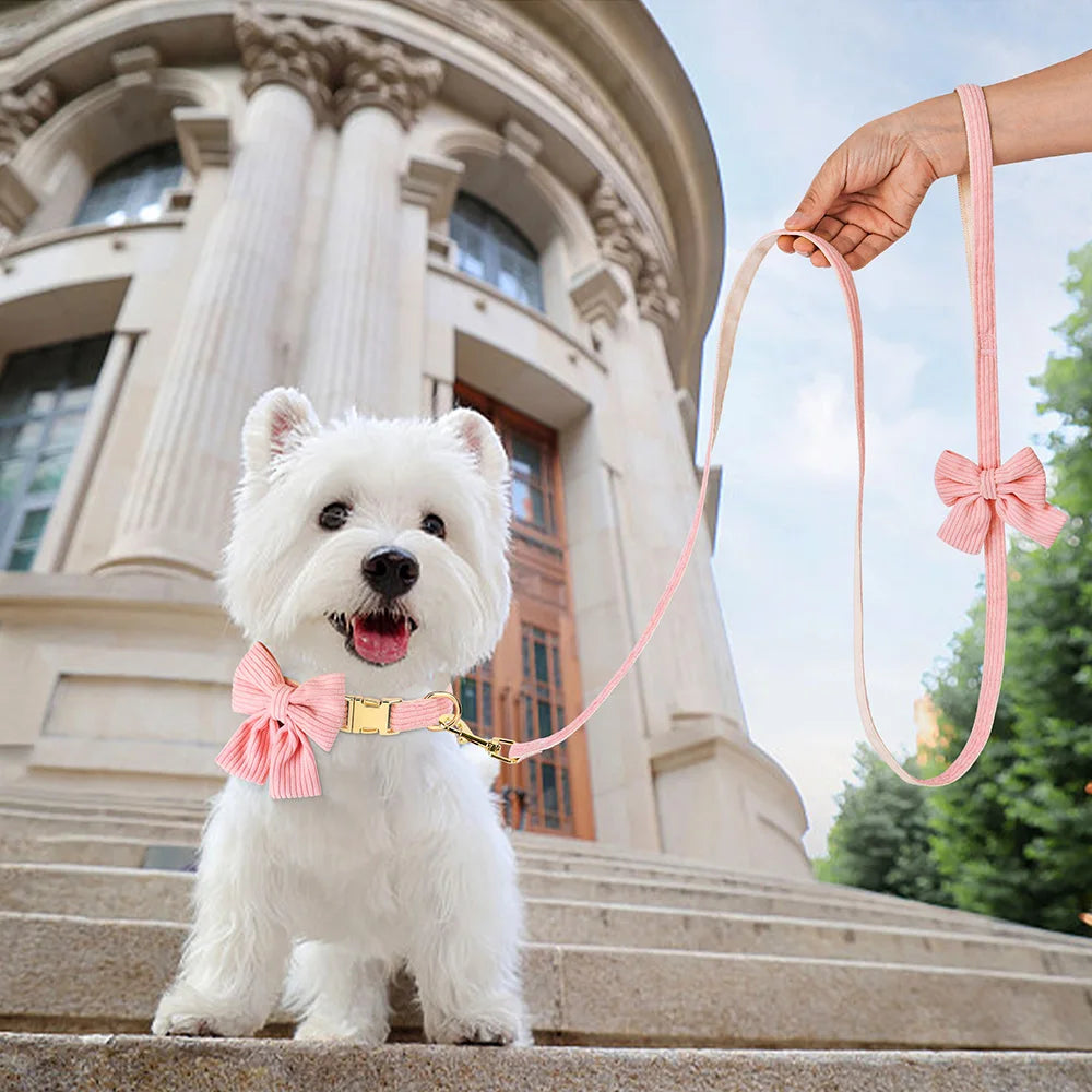 White dog with a pink bow tie sitting on steps in front of a classical building, with a hand holding a pink leash.