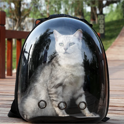 Cat inside a transparent bubble backpack on a wooden deck with trees in the background
