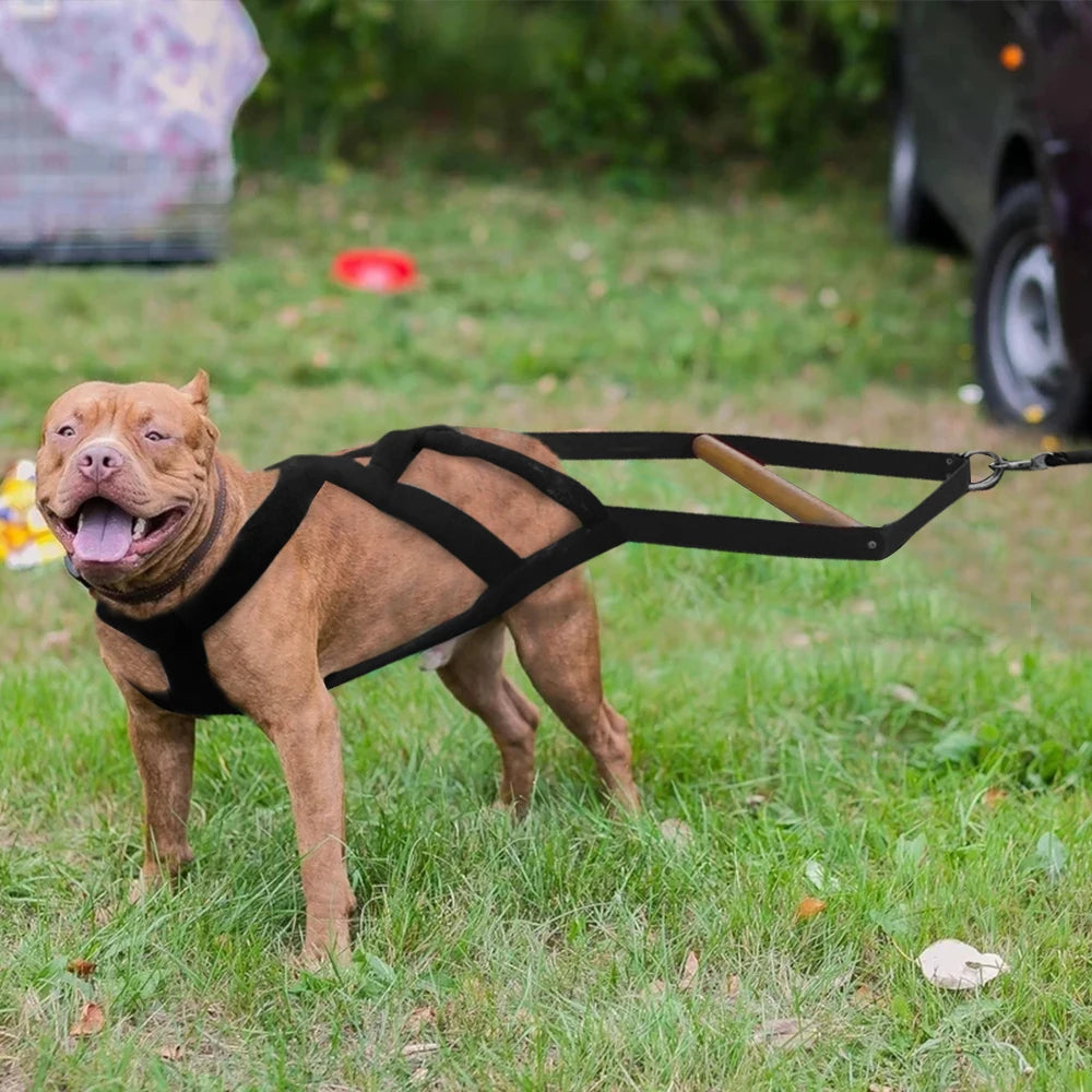 Dog wearing a harness and leash on grass with blurred background
