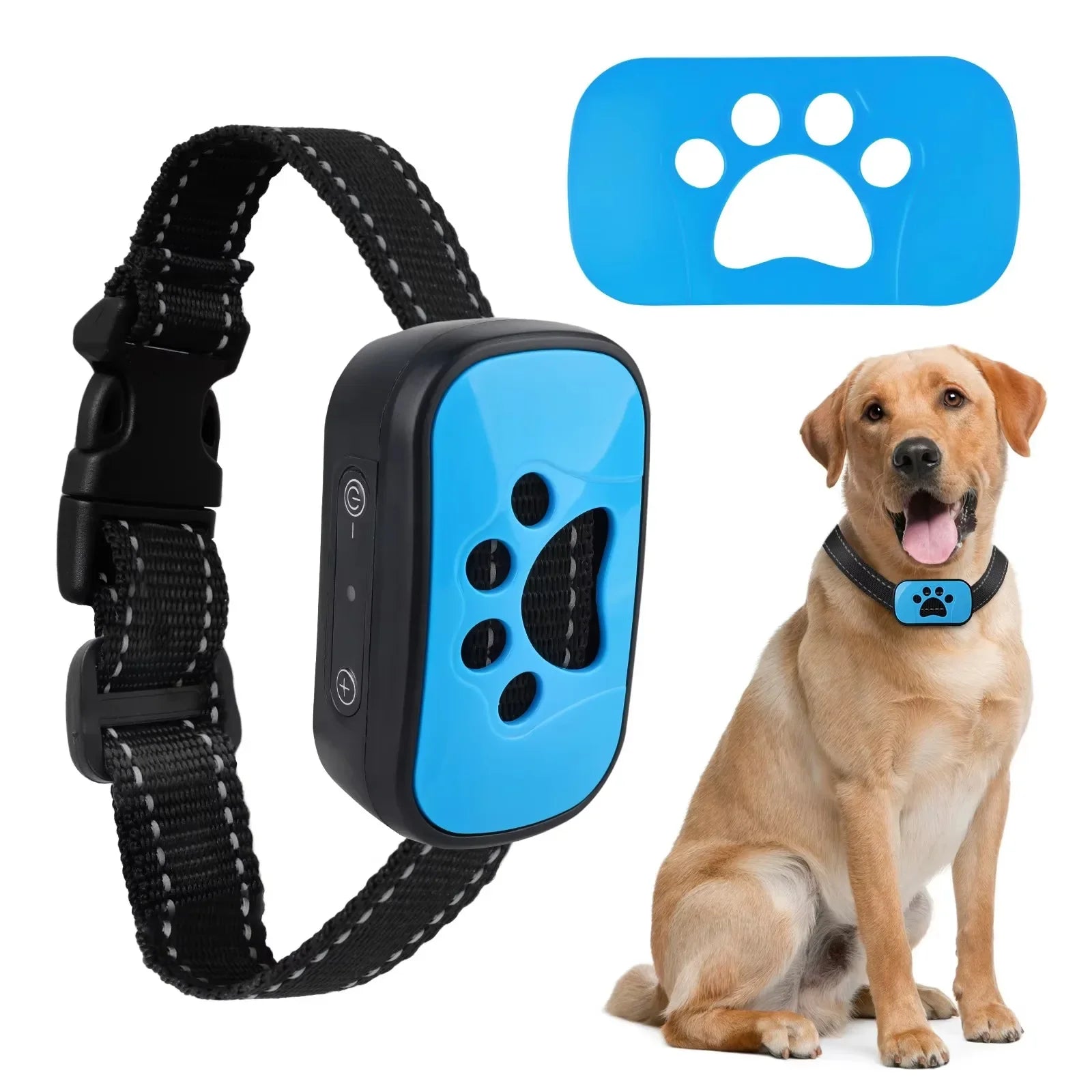Dog collar with blue electronic device and a dog sitting next to it on a white background