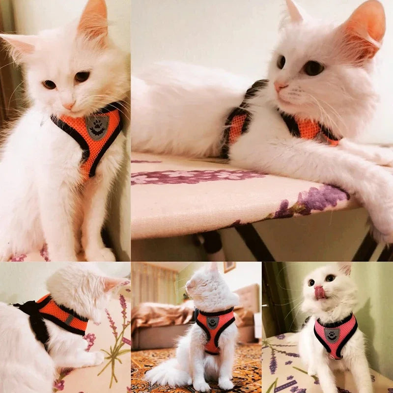 Collage of a white cat wearing an orange and black harness in various poses.