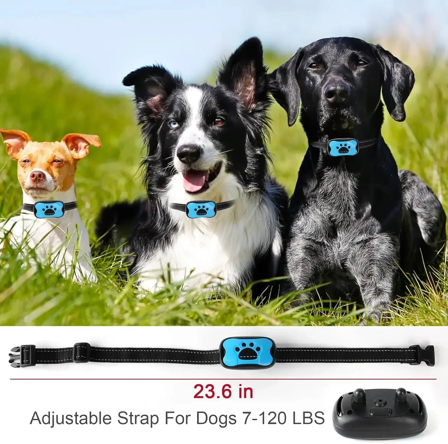 Three dogs wearing blue dog collars with an adjustable strap for dogs 7-120 lbs displayed below.