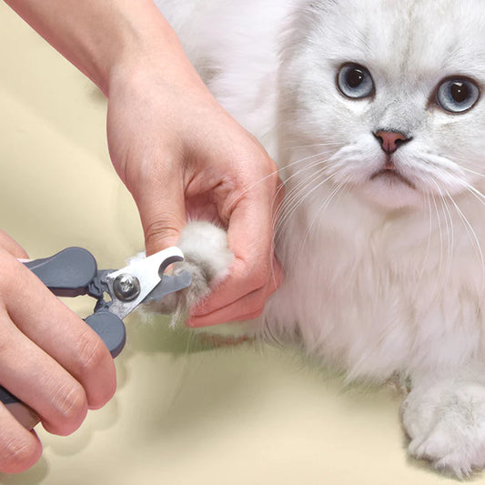 Person trimming a white cat's nails with a pair of nail clippers on a light background