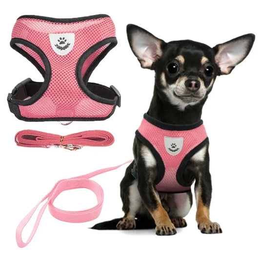 Small dog wearing a pink harness and leash set on a white background