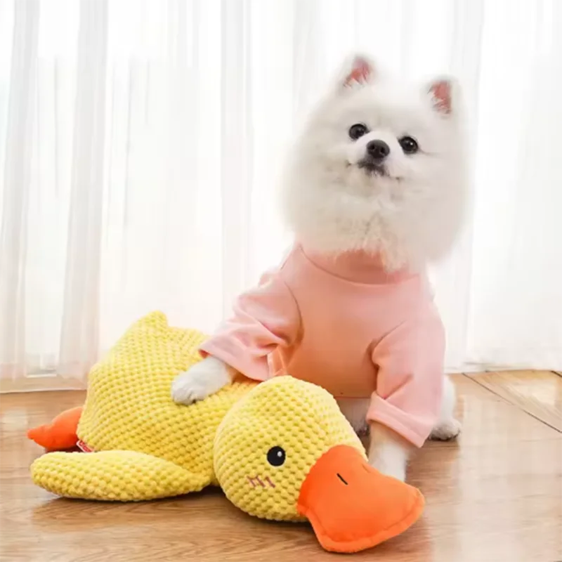 White dog wearing a pink outfit sitting next to a yellow duck-shaped toy on a wooden floor.