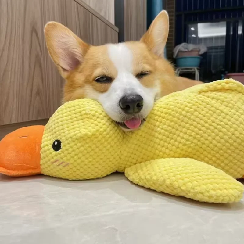 Corgi dog with a yellow plush toy in a home setting